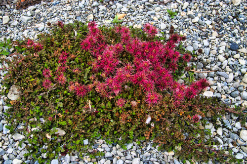 Acaena Novae Zealand